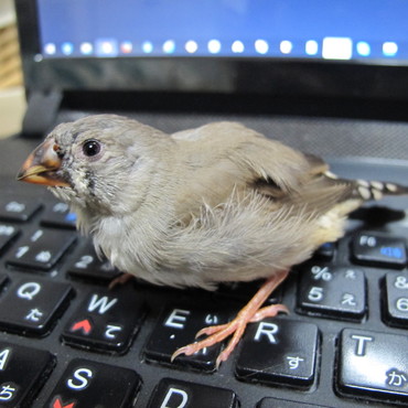 生え変わりの時期