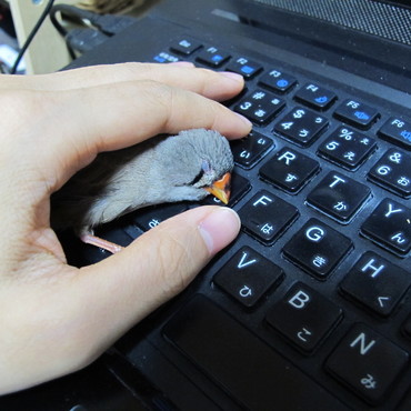 ホームポジション