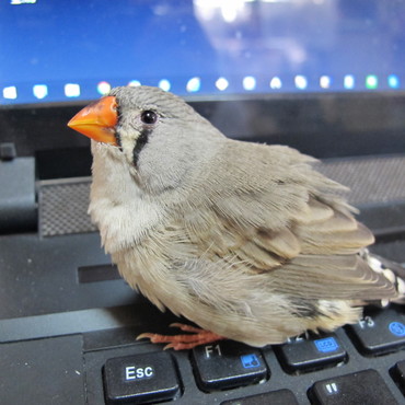 くちばしがだいぶオレンジになってドヤ顔