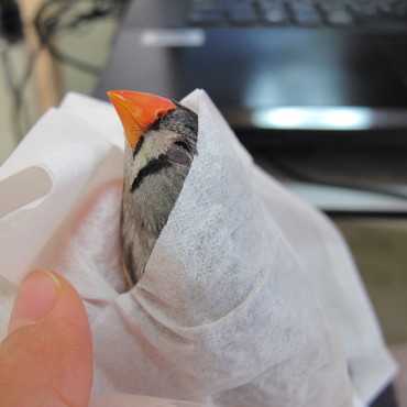 この頃からティッシュで拭かれる癖が・・・