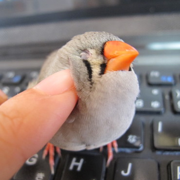 立派な女の子に育ちました