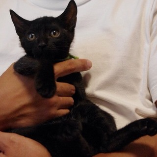 ★近畿★生後3ヶ月くらい　鮎恋コンビ　黒猫