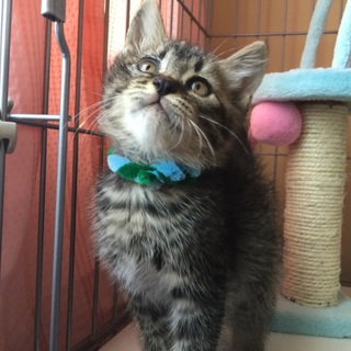 1ヶ月から1ヶ月半の子猫達