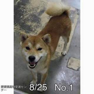 愛媛県動物愛護センターに保護されています！