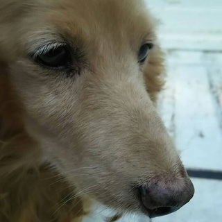 【繁殖引退犬】ミニチュアダックス、クリーム♂☆