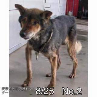 愛媛県動物愛護センターに保護されています！