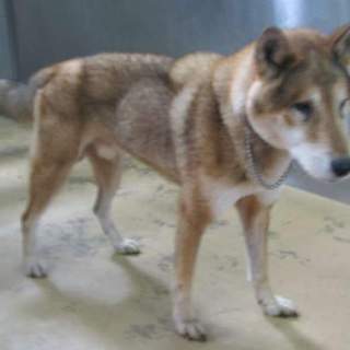 緊急！里親さん募集 愛媛県