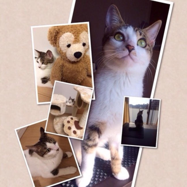 牙王のカバー写真