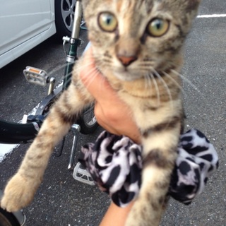 ワクチン、レボします！助けてください！