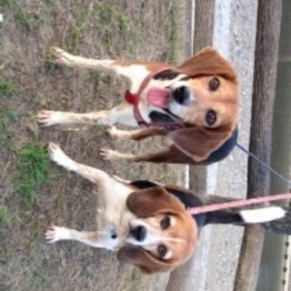 美人ビーグルのジニーちゃん