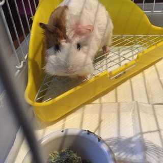 素敵な里親さんが見つかりました♡♡(^-^)