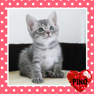 にゃまいきピノ ♥ 可愛いから許してにゃっっ