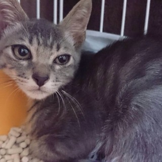 大福・イケメン君【金時・きなこ・よもぎと兄弟】