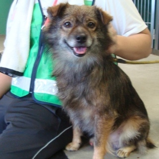 元飼い主さんに返還になりました！！