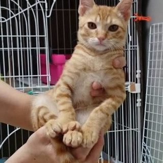 金時君・やんちゃ系【きなこ・大福・よもぎと兄弟】