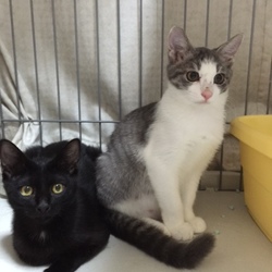 子猫の譲渡会！スカイツリー近くで開催！