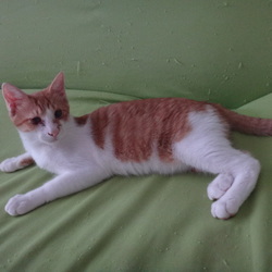 子猫の譲渡会！スカイツリー近くで開催！ サムネイル2