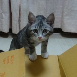 子猫の譲渡会！スカイツリー近くで開催！ サムネイル3