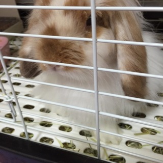 アメファジちゃん里親募集