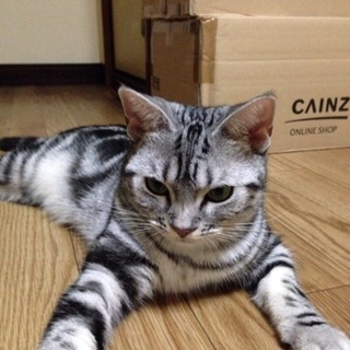 里親を探しています。予防接種、去勢済みです。