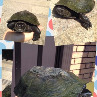 クサガメ     10歳