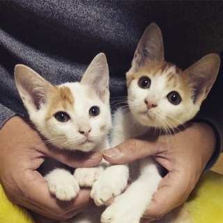 子猫の里親さん募集‼︎