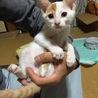 子猫の里親さん募集‼︎ サムネイル3