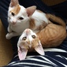 子猫の里親さん募集‼︎ サムネイル4