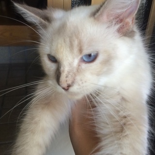 クリーム色の人懐こい長毛子猫