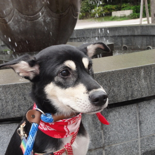 花嫁修行中！とまとちゃん、可愛い子です。