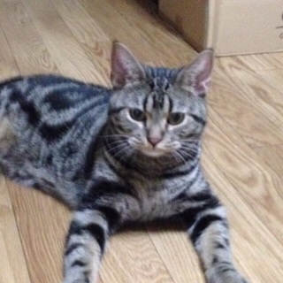 里親募集！去勢済み！予防接種済み！