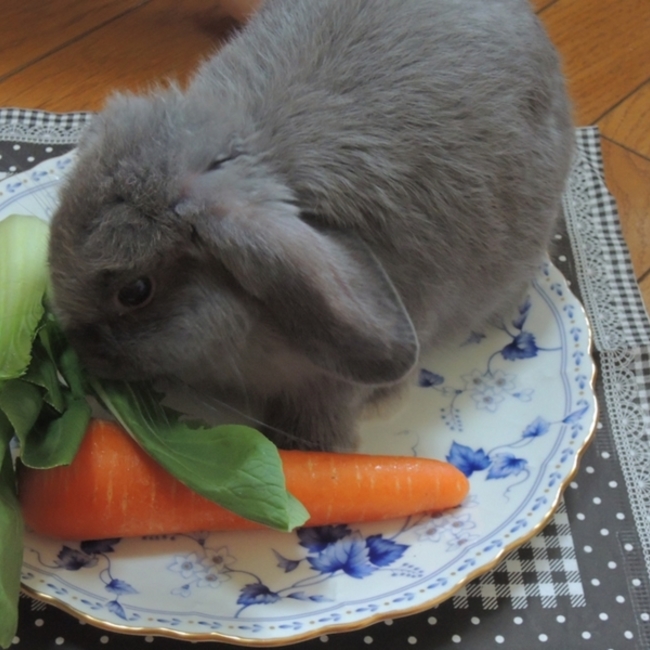 大きな月の　ふくのカバー写真