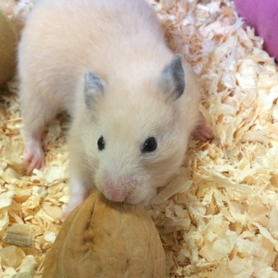 スーちゃんのカバー写真