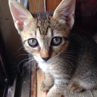 キジトラ♀ 子猫
