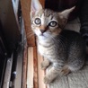 キジトラ♀ 子猫 サムネイル2