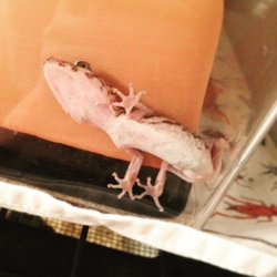 「日常定期報告」サムネイル2