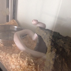 「日常定期報告」サムネイル3