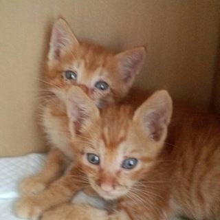 とても人懐こい茶トラ♂生後２か月