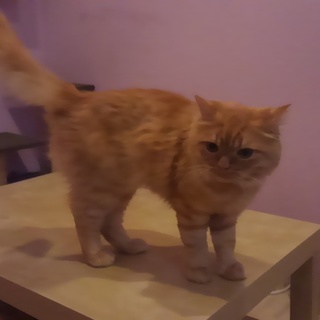 かわいいマンチカンのミドリくん1歳