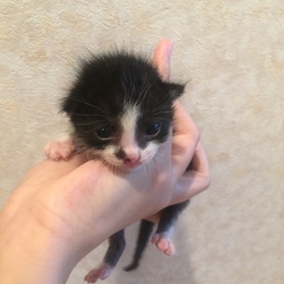 ハチワレ美猫ちゃん