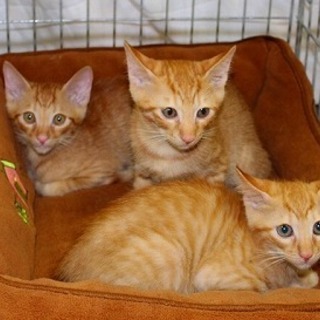 仲良し茶トラ３兄弟