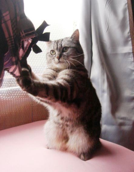 あたりめ（あぁ～様@姫）