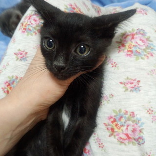 とっても甘えん坊さんな男の子です♪