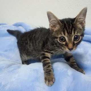 キジトラの甘えん坊さんで可愛い女の子♪