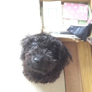 子犬トイプードル