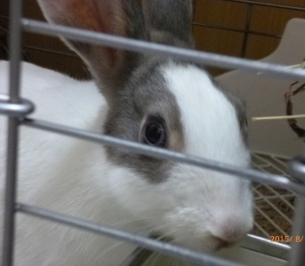 保護うさぎ すみれ君 生 埼玉県 小動物の里親募集 765 ペットのおうち 月間利用者150万人