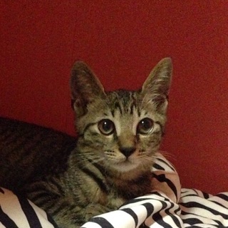 茶トラの賢い男の子