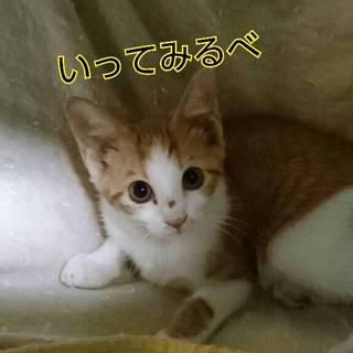 元気な子猫　クレオちゃん