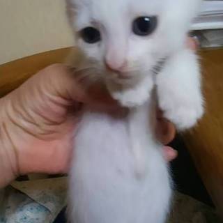 可愛い白猫　甘夏ちゃん