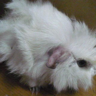 今年二回目の募集です（管理番号22）